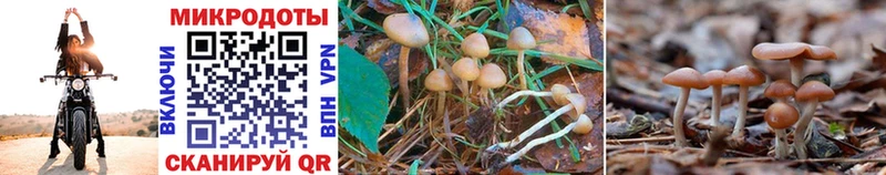 кракен онион  Ижевск  Галлюциногенные грибы Psilocybine cubensis 